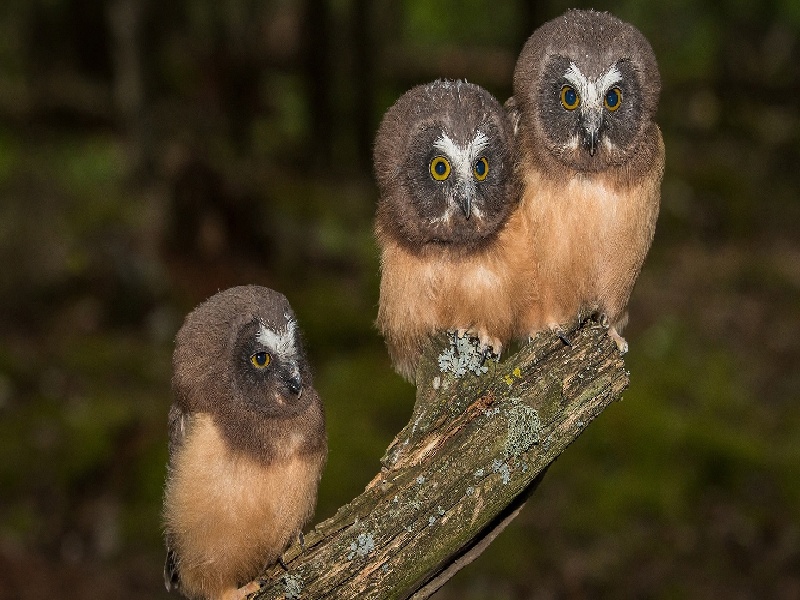 刘女士成功案例